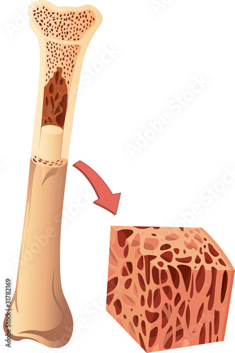 Vector: bone cross section bone cross section