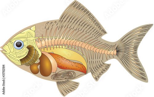 Vector: cross section fish anatomy cross section fish anatomy