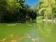 Etang et carpes dans le jardin botanique, Guadeloupe Etang et carpes dans le jardin botanique, Guadeloupe