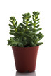 Photo: plants plants