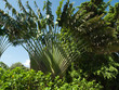 Palmier arbre du voyageur, jardin, Guadeloupe Palmier arbre du voyageur, jardin, Guadeloupe