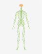 nervous system