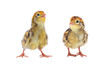 chickens of quail chickens of quail