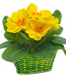 yellow primulas in basket yellow primulas in basket