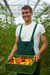 Foto: Bauer mit Tomatenkiste Bauer mit Tomatenkiste