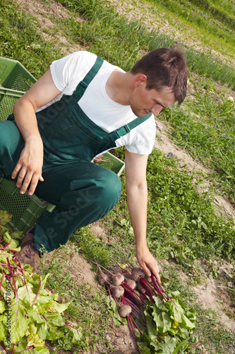 Foto: Bio-Bauer sortiert Rote Bete Bio-Bauer sortiert Rote Bete