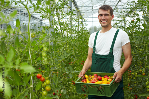 Photo: Tomatenzucht im Gewächshaus Tomatenzucht im Gewächshaus