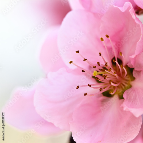 Photo: spring flower spring flower
