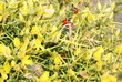 Photo: retama con mariquitas y chinche verde retama con mariquitas y chinche verde
