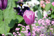 Fiori