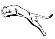 wild panther attacking