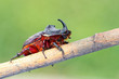 European rhinoceros beetle in the wild - Oryctes nasicornis