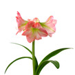 Photo: blooming amaryllis blooming amaryllis