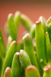 crassula plant