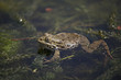 la grenouille
