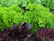 Nutzgarten : verschiedene Salate