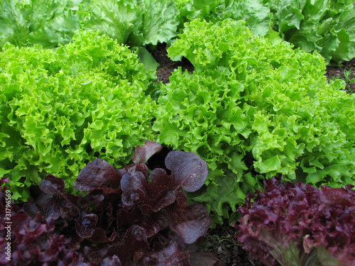 Photo: Nutzgarten : verschiedene Salate Nutzgarten : verschiedene Salate