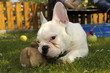 französische bulldogge