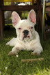 Foto: französische bulldogge französische bulldogge