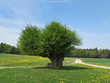 Baum Hainbuche