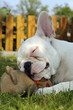 Foto: französische bulldogge französische bulldogge