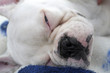 Foto: französische bulldogge französische bulldogge