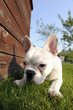 Foto: französische bulldogge französische bulldogge