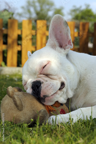 Foto: französische bulldogge französische bulldogge
