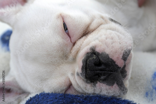 Foto: französische bulldogge französische bulldogge