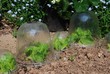 Lettuces growing in garden plastic bell jars Lettuces growing in garden plastic bell jars