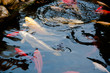 Hungry Koi Fishes in Garden Pond