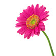 gerbera, freigestellt