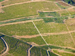 Aerial vinyard view Aerial vinyard view