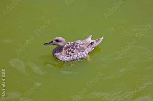 Photo: Duck in water of lake Duck in water of lake