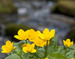 marsh marigold - spring flowers
