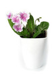 Streptocarpus