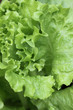 salade