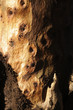 Corteccia