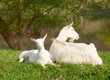 Goats