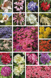 plantes de terre de bruyère