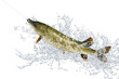 Fische 85