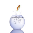 Fisch im Wasserglas