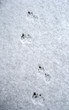Tracks of dog on snow