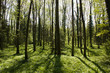 Wald im Frühling