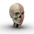 Male head showing skull inside.