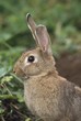 Hare, Ireland