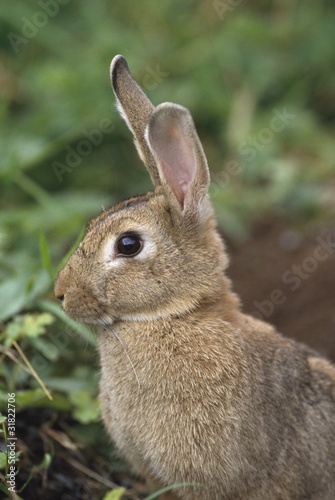 Photo: Hare, Ireland Hare, Ireland