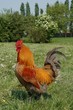 Coq
