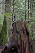 Old growth forest Old growth forest