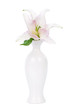 lily in a vase lily in a vase